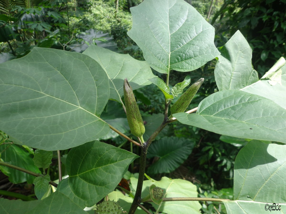 Datura metel L.